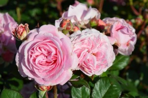 SUMMER ROMANCE (floribunda)